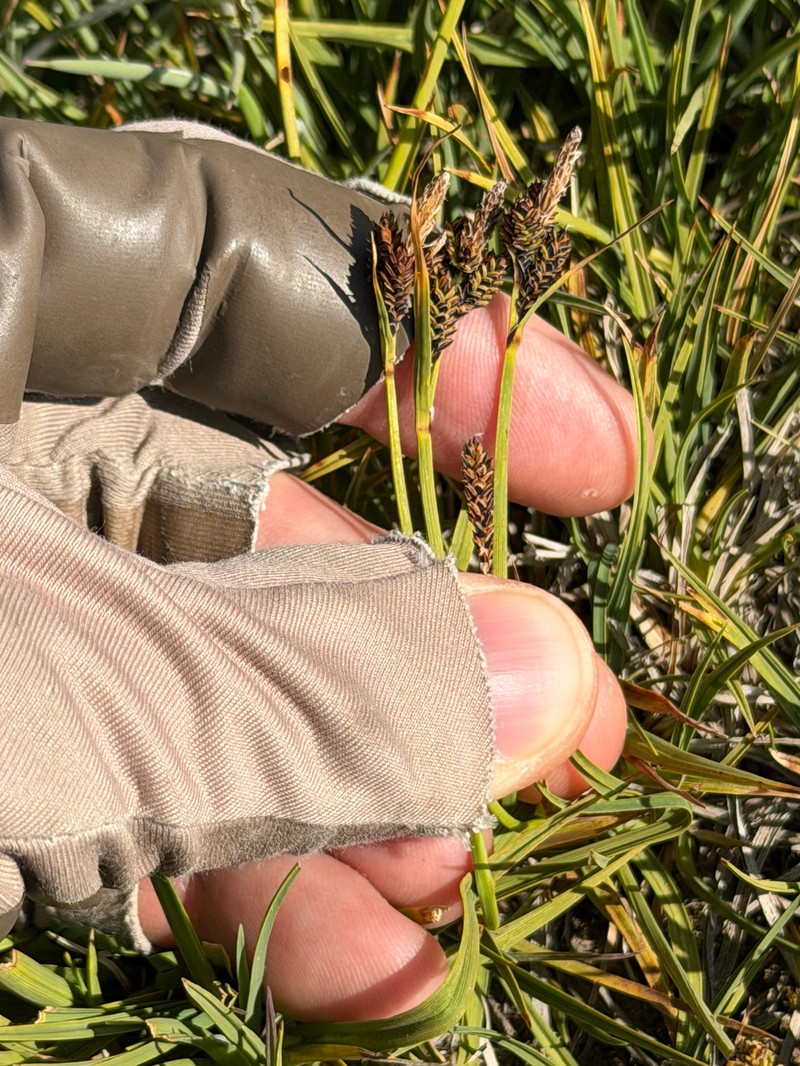 Carex nigra subsp. nigra