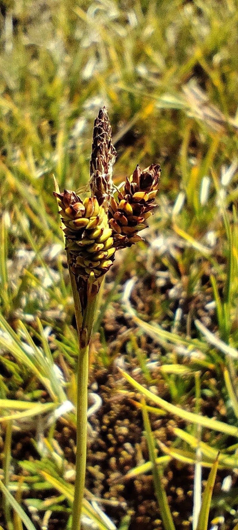 Carex nigra subsp. nigra photo 2