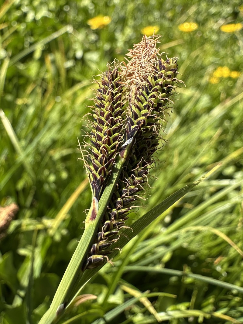 Carex nigra subsp. nigra photo 3