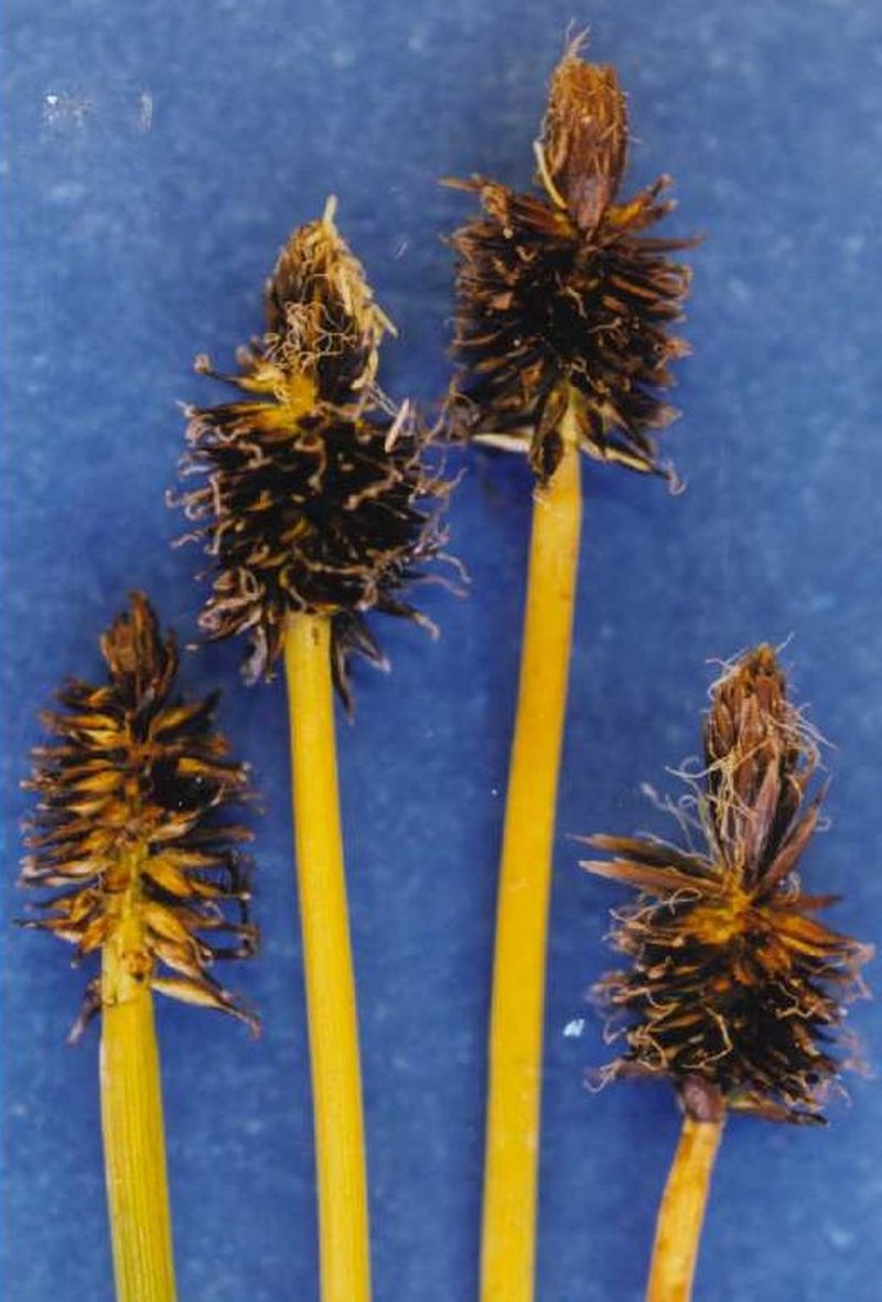 Black Alpine Sedge