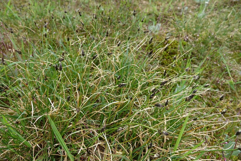 Black Alpine Sedge photo 3