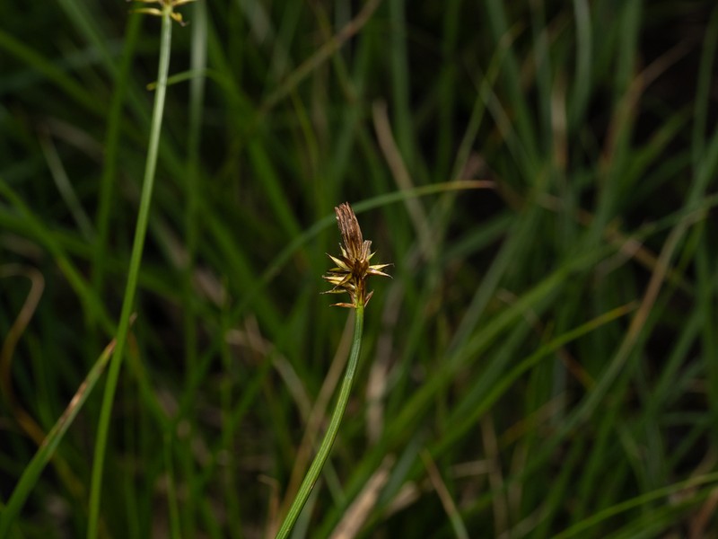 Black Alpine Sedge photo 4