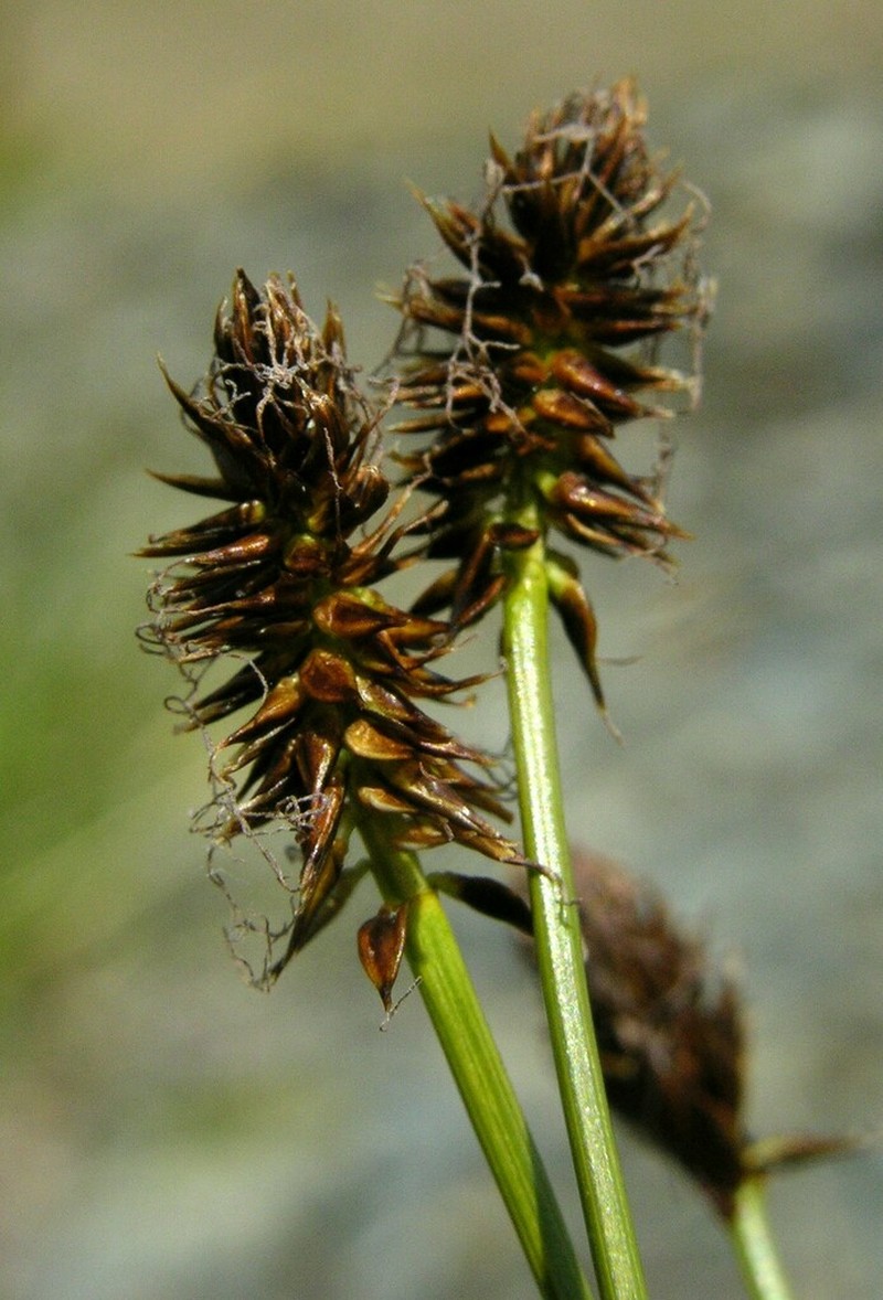 Black Alpine Sedge photo 5