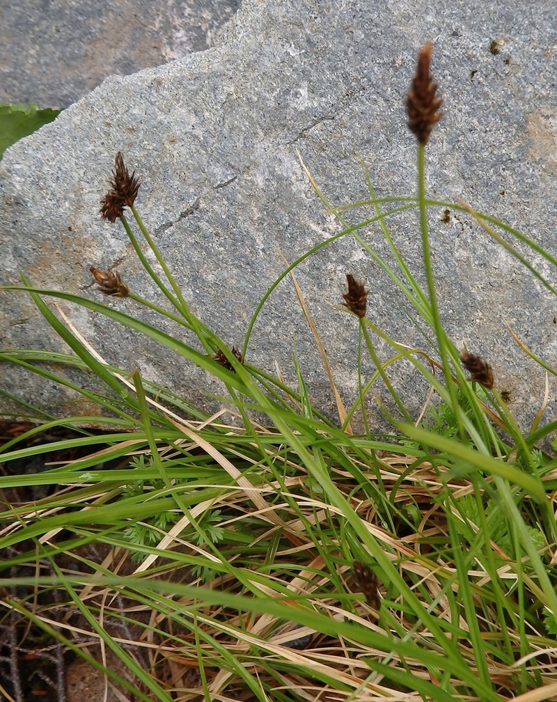 Black Alpine Sedge photo 6