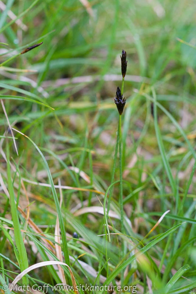 Black Alpine Sedge photo 7