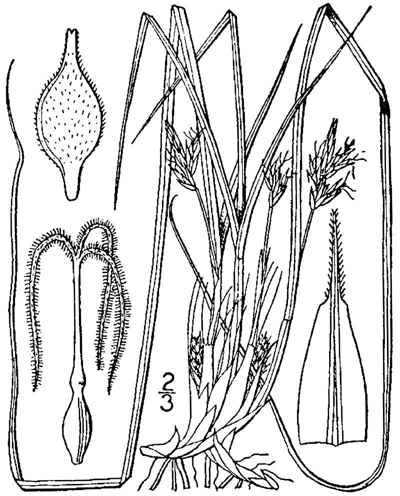 Black Edge Sedge