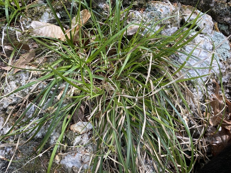 Black Edge Sedge photo 3