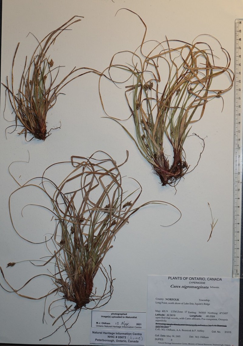 Black Edge Sedge photo 4