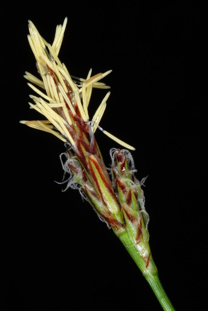 Black Edge Sedge photo 5