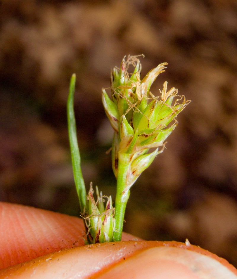 Black Edge Sedge photo 6
