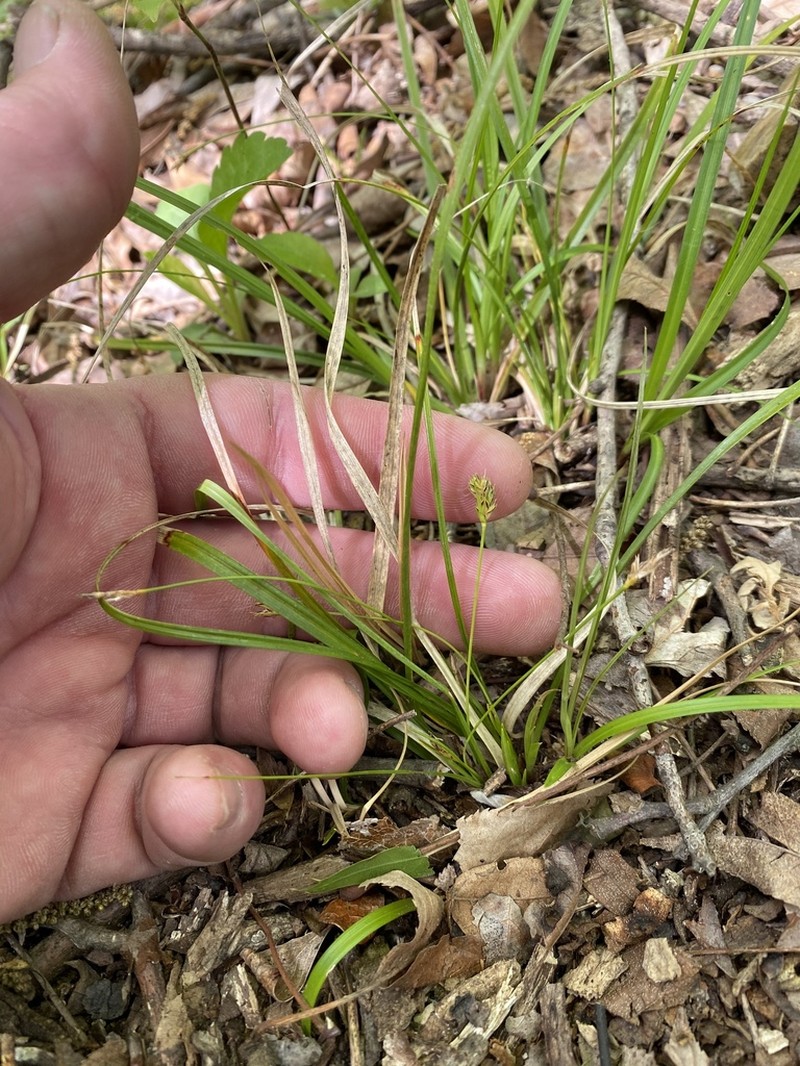 Black Edge Sedge photo 7