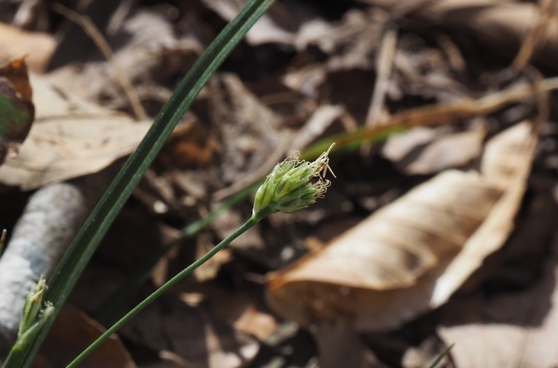 Black Edge Sedge photo 8