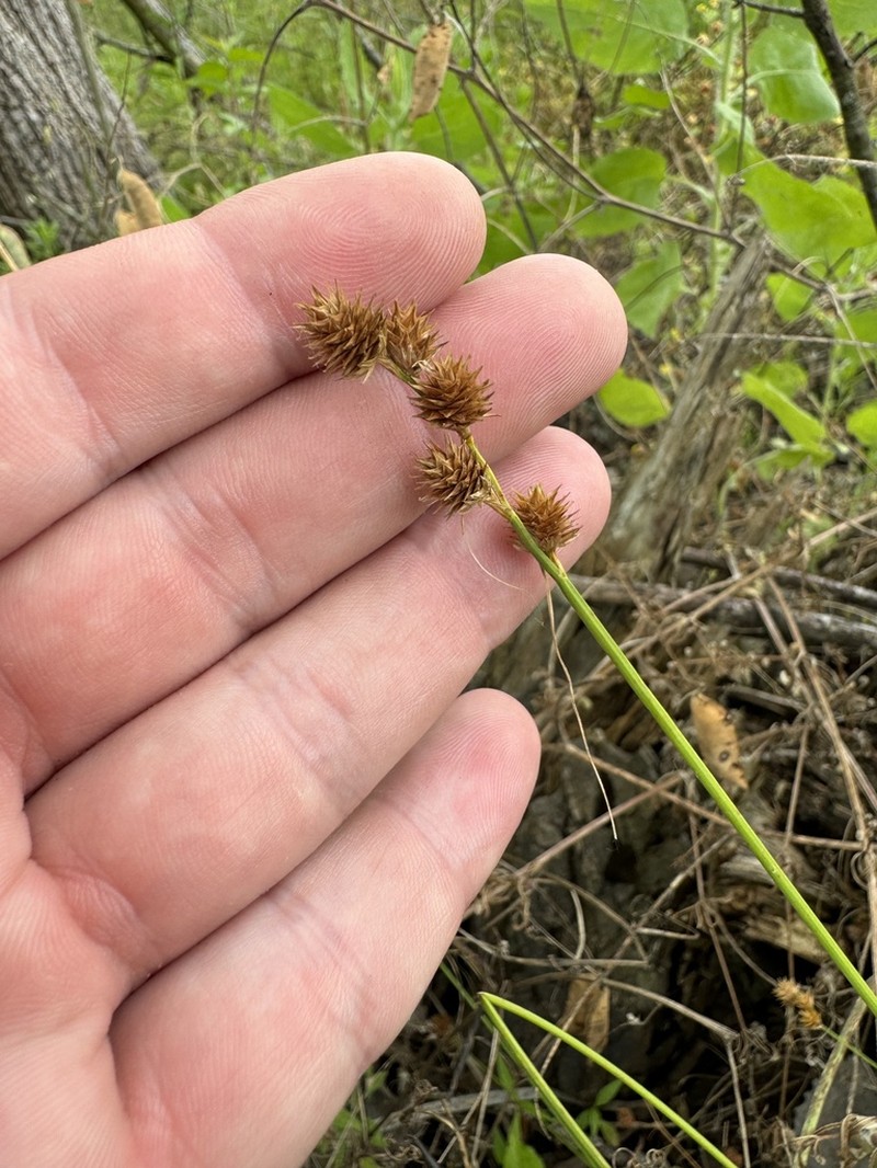 Greater Straw Sedge photo 4