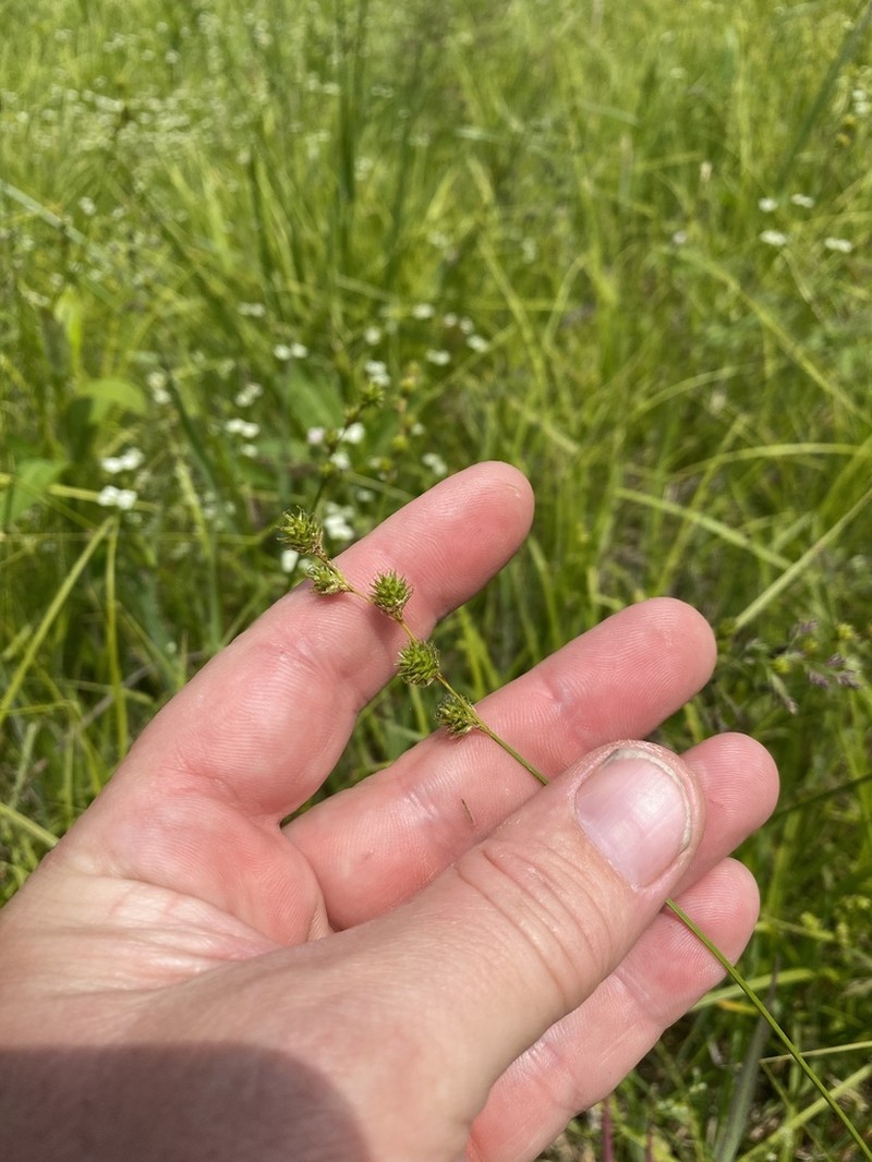 Greater Straw Sedge photo 5