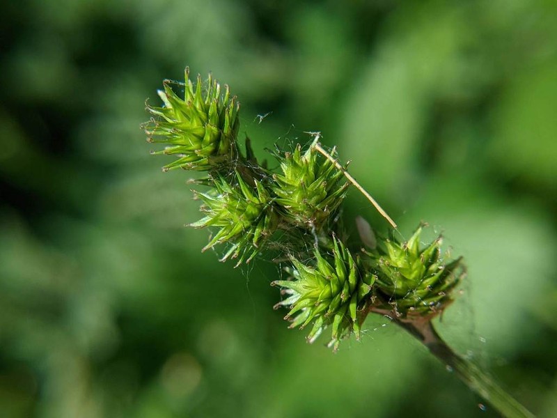 Greater Straw Sedge photo 6