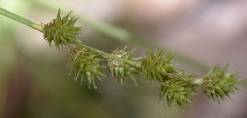 Greater Straw Sedge photo 7