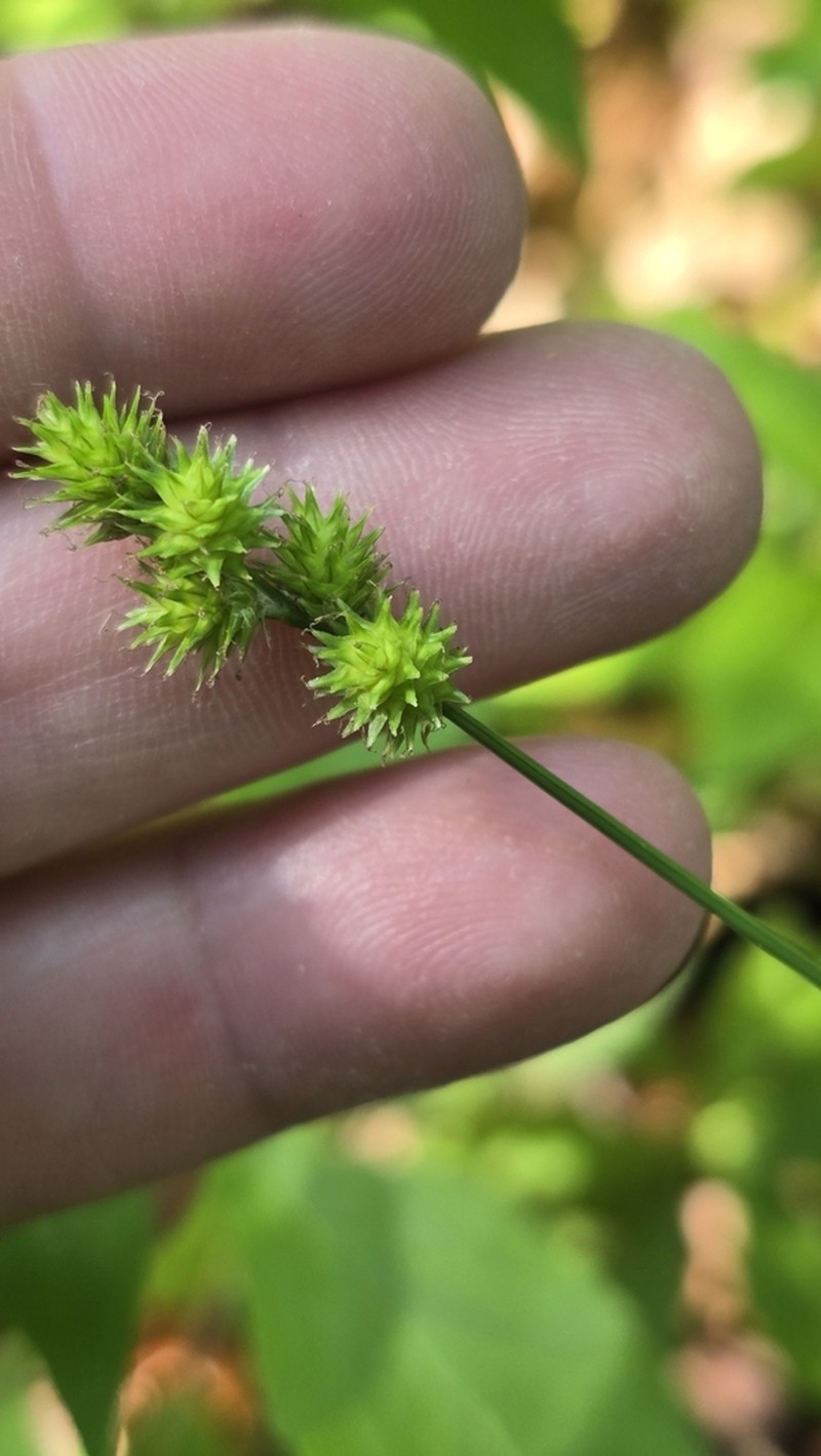 Greater Straw Sedge photo 8
