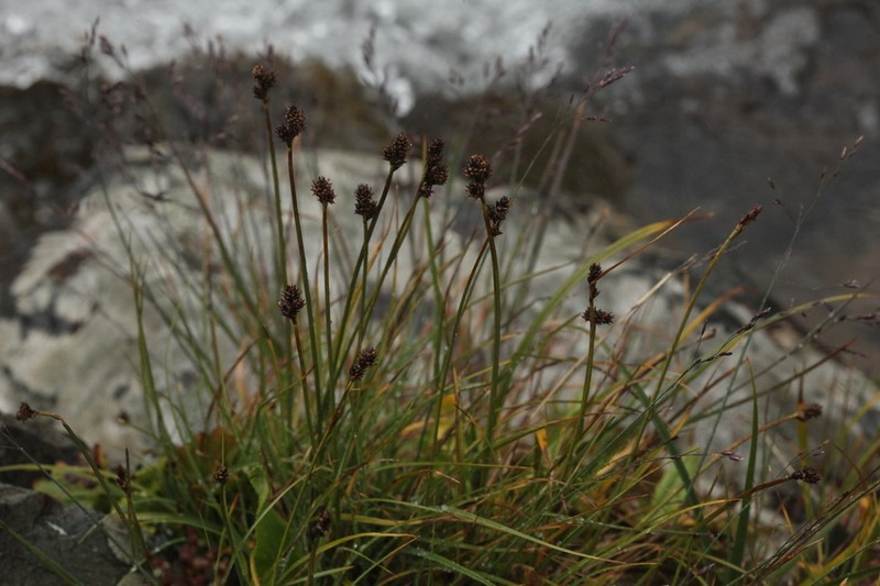 Norway Sedge photo 2