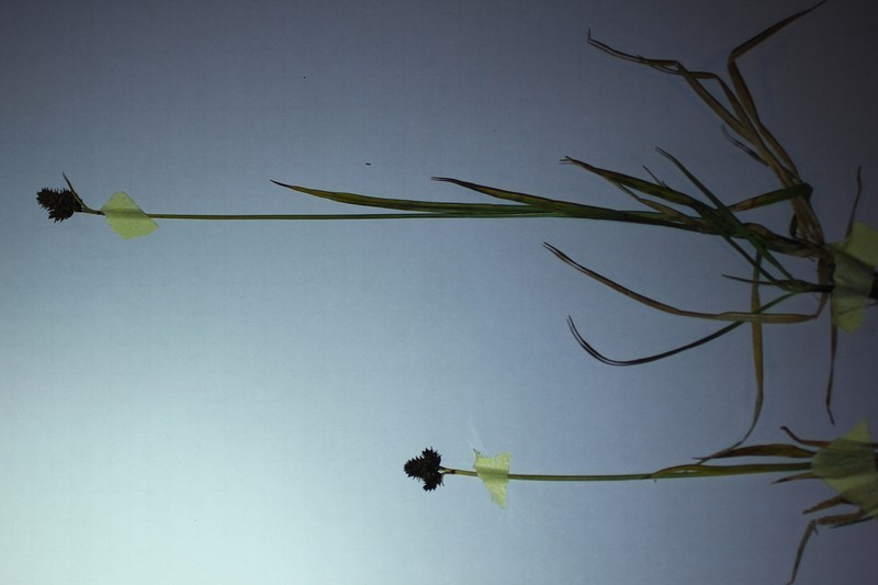 Norway Sedge photo 3
