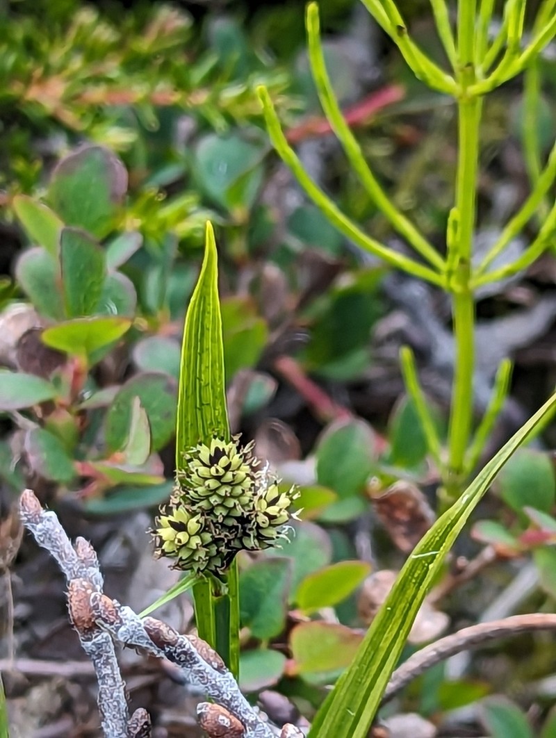 Norway Sedge photo 4
