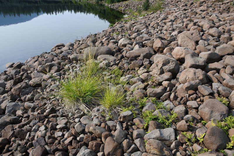 Norway Sedge photo 5