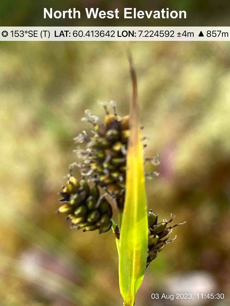 Norway Sedge photo 6