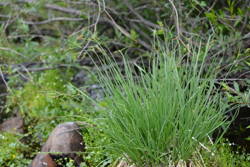 Norway Sedge photo 7