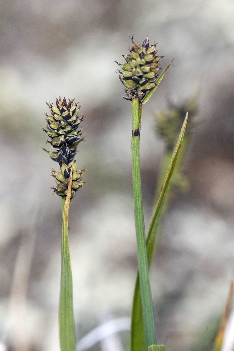 Norway Sedge photo 8
