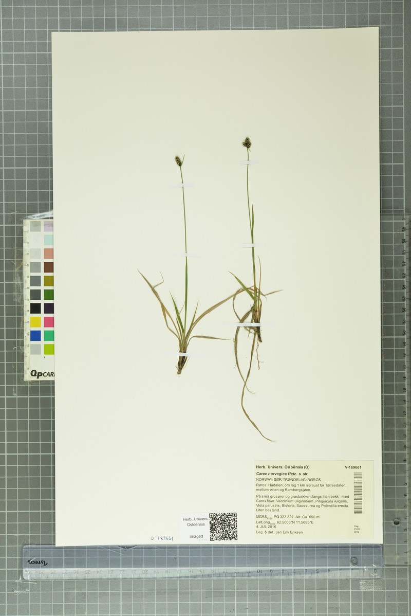 Carex norvegica subsp. norvegica