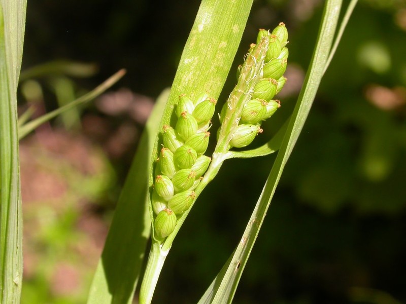Carex norvegica subsp. norvegica photo 2
