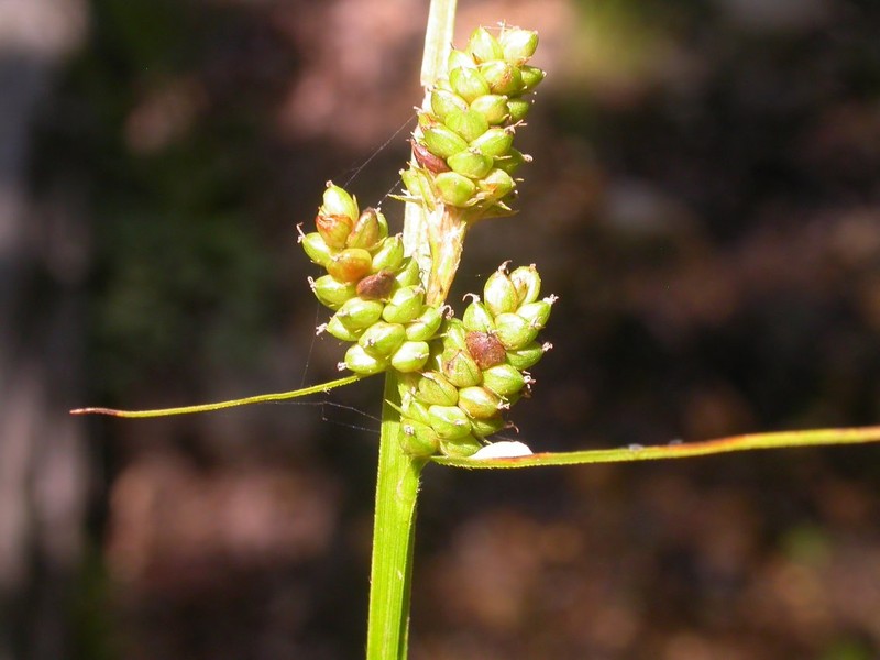 Carex norvegica subsp. norvegica photo 3