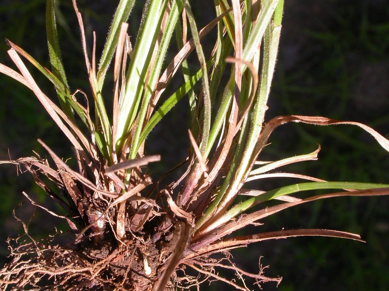 Carex norvegica subsp. norvegica photo 4