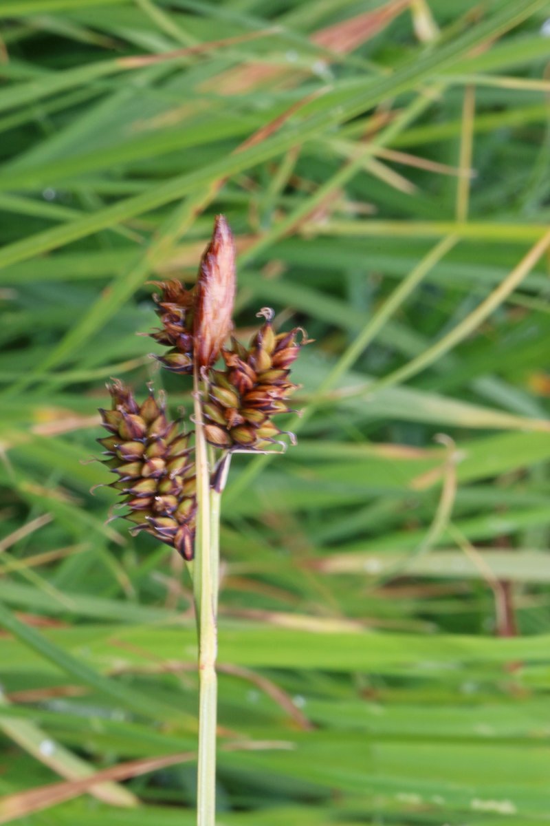 Black Sedge