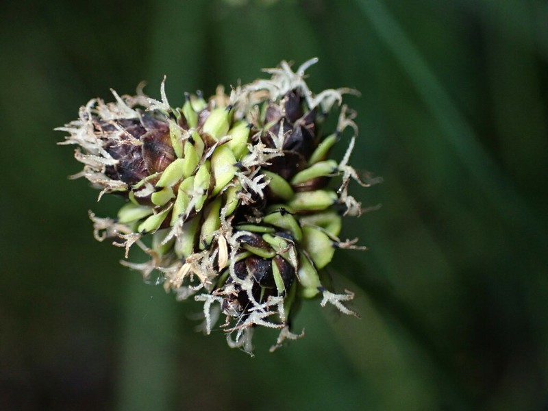 Black Sedge photo 3
