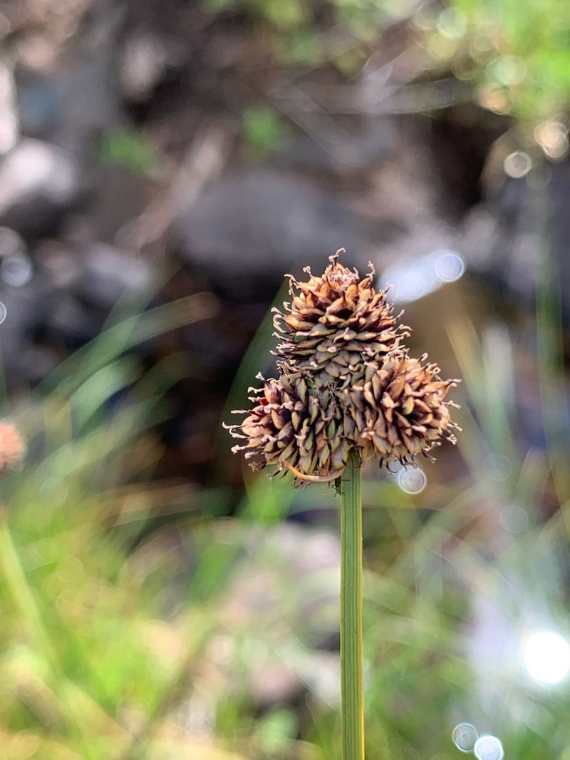 Black Sedge photo 4