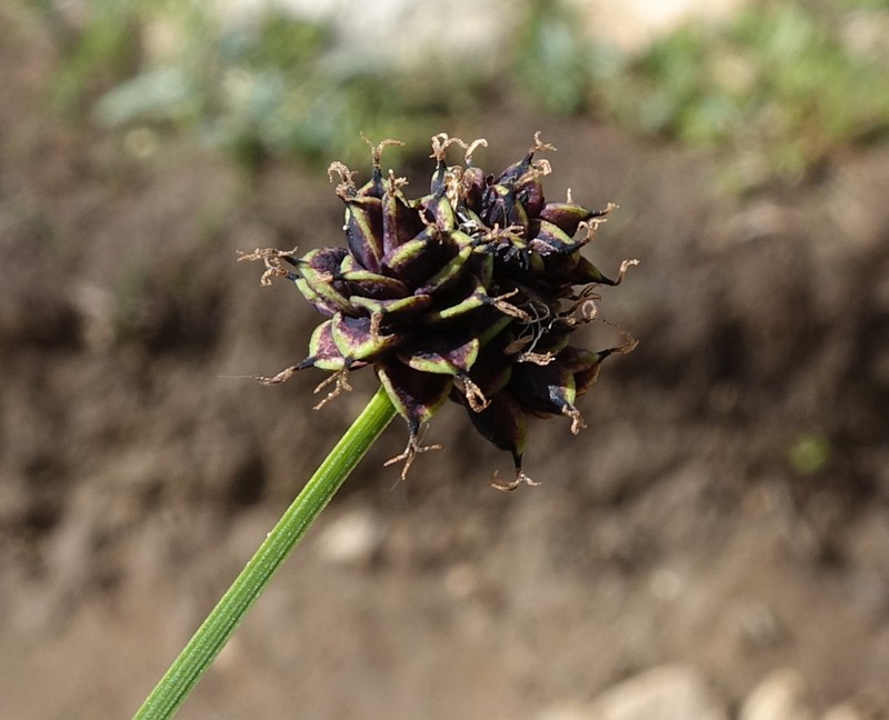 Black Sedge photo 5