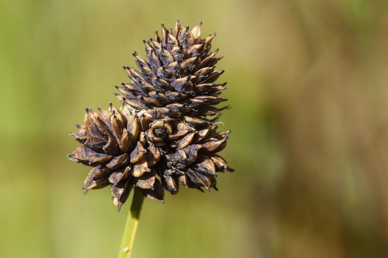 Black Sedge photo 6