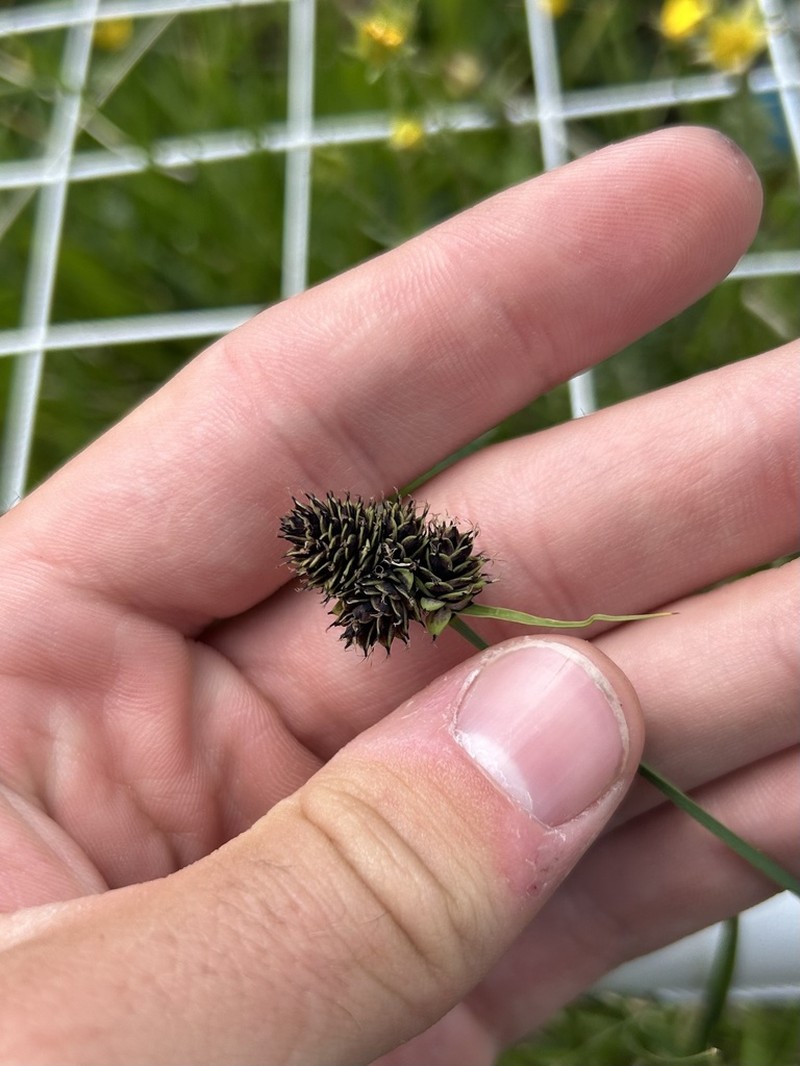 Black Sedge photo 7