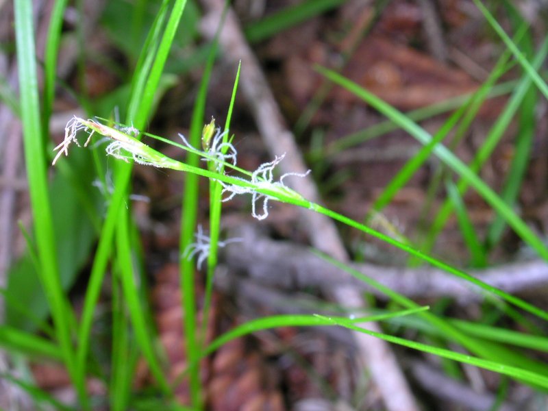 New England Sedge photo 4