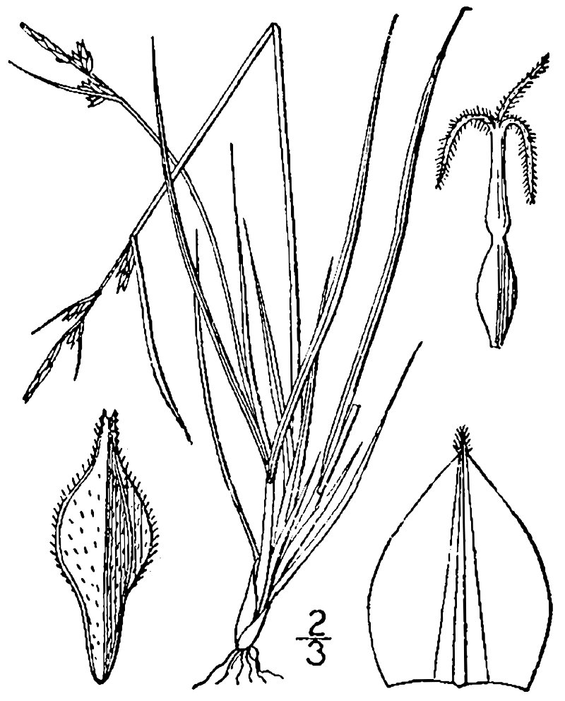 New England Sedge