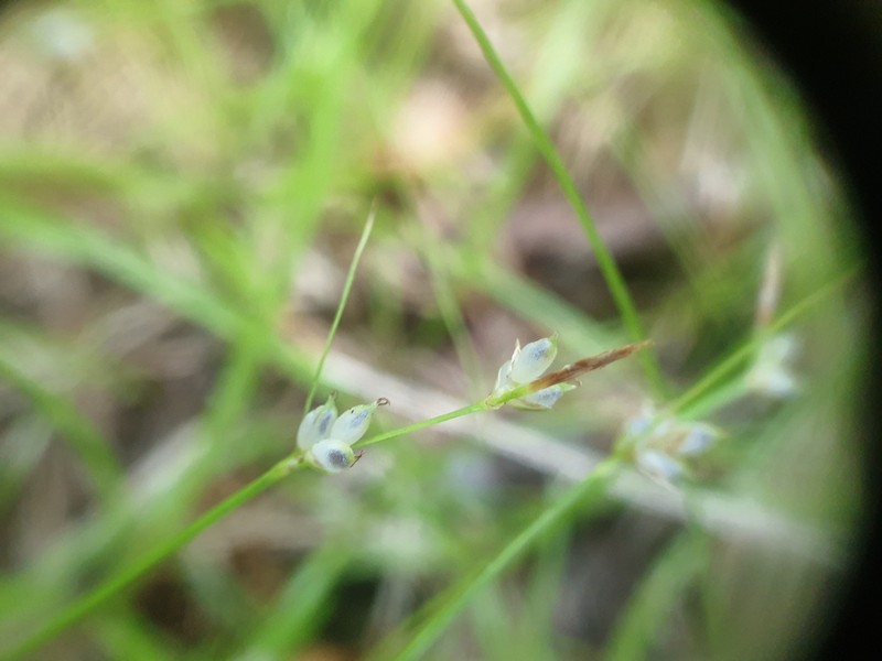 New England Sedge photo 5