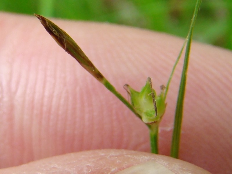 New England Sedge photo 6