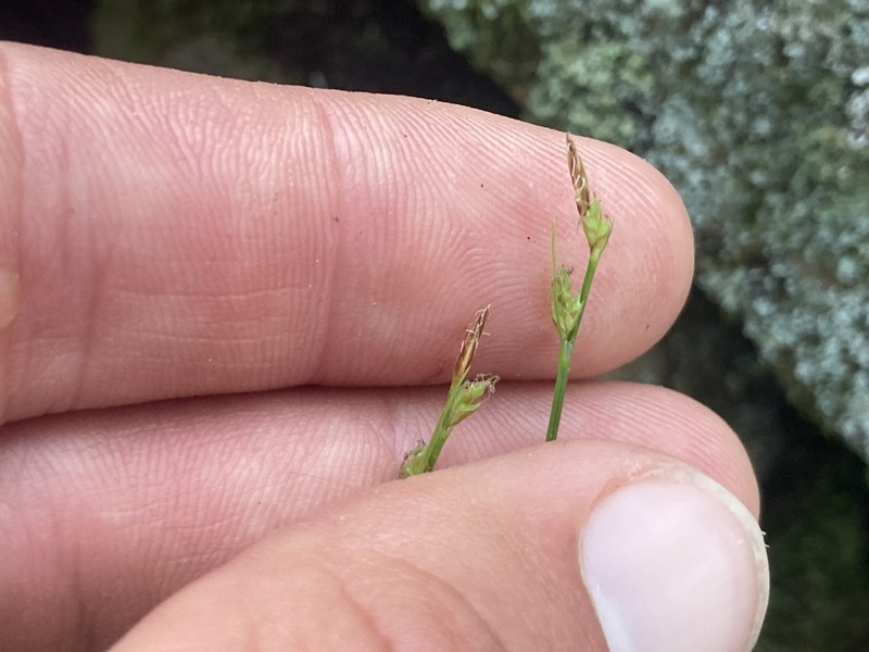 New England Sedge photo 7