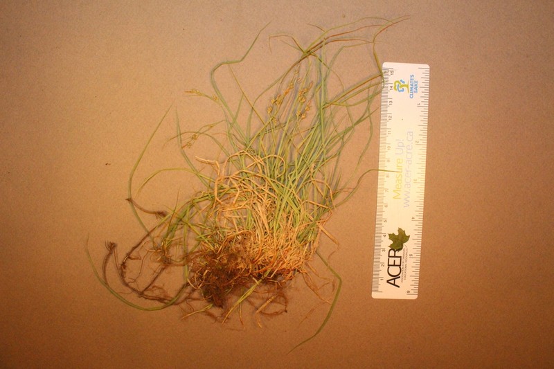 New England Sedge photo 8