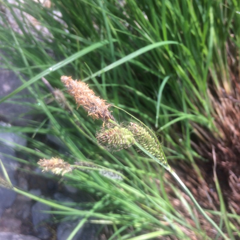 Naked Sedge