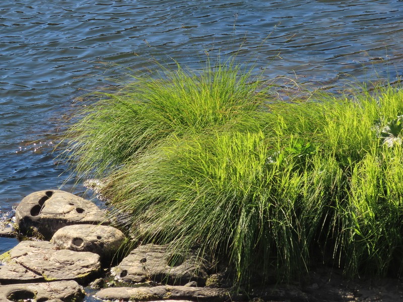 Naked Sedge photo 4
