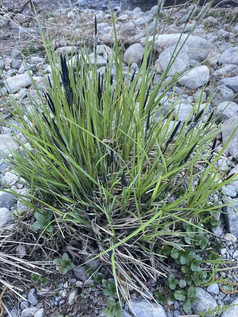 Naked Sedge photo 5