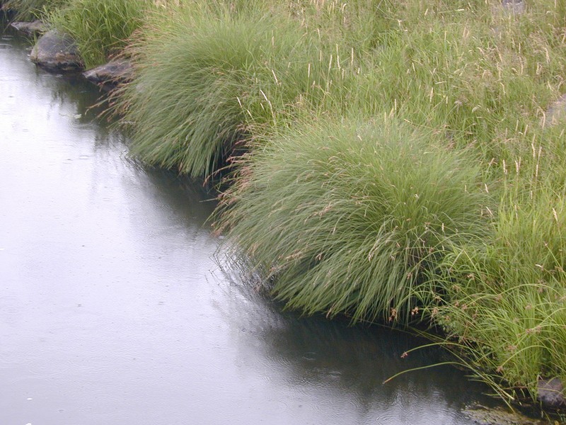Naked Sedge photo 6