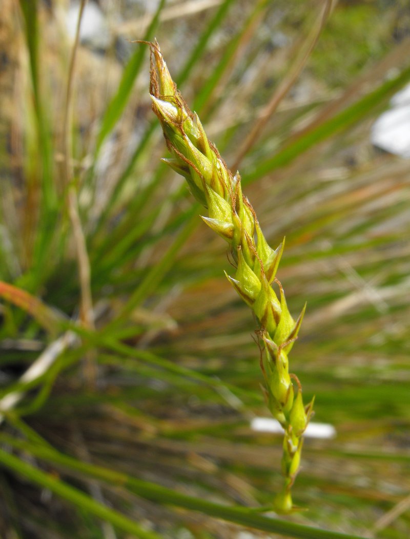 San Luis Obispo Sedge