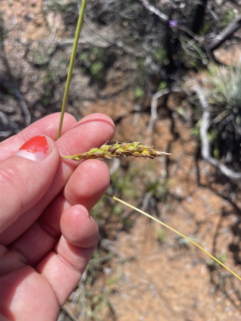San Luis Obispo Sedge photo 4